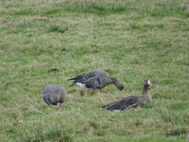 利物浦与皇 利物浦与皇